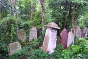 Seve ntombstones surrounded by ivy