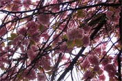 Branches of pink blossom   against a white sky