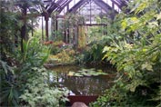 Pool with lily pads surrounded by various indoor plants