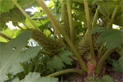 Flowers of Gunnera Romanicata beneath its leaves and rhubarb like stems