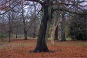 Bare trees leaning left and right surrounded by fallen leaves